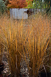 Northwind Switch Grass (Panicum virgatum 'Northwind') at The Green Spot Home & Garden