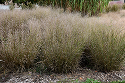 Shenandoah Reed Switch Grass (Panicum virgatum 'Shenandoah') at The Green Spot Home & Garden
