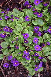 Wanda Primrose (Primula 'Wanda') at The Green Spot Home & Garden