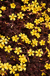 Burgundy Bliss Shamrock (Oxalis vulcanicola 'Burgundy Bliss') at The Green Spot Home & Garden