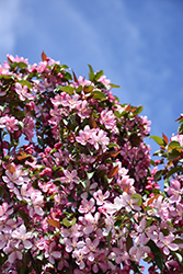 Courageous Flowering Crab (Malus 'DurLawrence') at The Green Spot Home & Garden