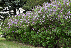 Katherine Havemeyer Lilac (Syringa vulgaris 'Katherine Havemeyer') at The Green Spot Home & Garden