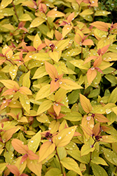 Sparkling Carpet Spirea (Spiraea japonica 'Sparkling Carpet') at The Green Spot Home & Garden