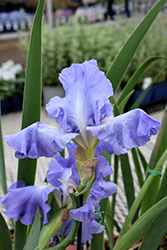 Victoria Falls Iris (Iris 'Victoria Falls') at The Green Spot Home & Garden