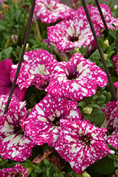 Headliner Pink Sky Petunia (Petunia 'KLEPH17342') at The Green Spot Home & Garden