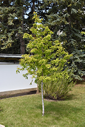 Amur Maple (tree form) (Acer ginnala '(tree form)') at The Green Spot Home & Garden