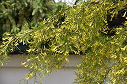 Lorbergii Peashrub (Caragana arborescens 'Lorbergii') at The Green Spot Home & Garden