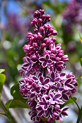 Sensation Lilac (Syringa vulgaris 'Sensation') at The Green Spot Home & Garden