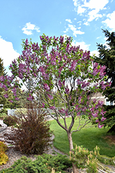 Sensation Lilac (Syringa vulgaris 'Sensation') at The Green Spot Home & Garden