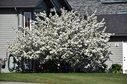 Rescue Apple-Crab (Malus 'Rescue') at The Green Spot Home & Garden