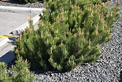 Dwarf Mugo Pine (Pinus mugo var. pumilio) at The Green Spot Home & Garden