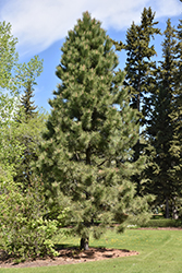 Yellow Pine (Pinus ponderosa) at The Green Spot Home & Garden