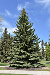 Blue Colorado Spruce (Picea pungens 'var. glauca') at The Green Spot Home & Garden