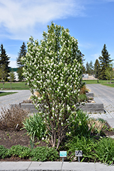 Standing Ovation Saskatoon Berry (Amelanchier alnifolia 'Obelisk') at The Green Spot Home & Garden