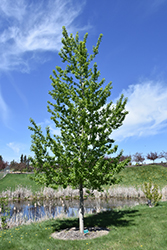 Assiniboine Poplar (Populus 'Assiniboine') at The Green Spot Home & Garden