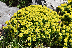 Cushion Spurge (Euphorbia polychroma) at The Green Spot Home & Garden
