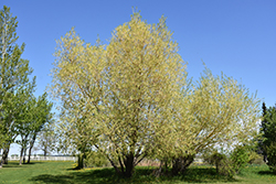 Golden Willow (Salix alba 'Vitellina') at The Green Spot Home & Garden