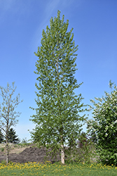 Balsam Poplar (Populus balsamifera) at The Green Spot Home & Garden