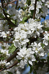Norland Apple (Malus 'Norland') at The Green Spot Home & Garden