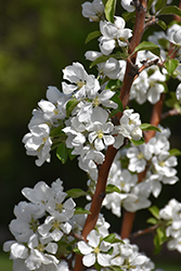 Heyer #12 Apple (Malus 'Heyer #12') at The Green Spot Home & Garden