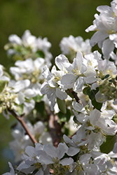 Haralson Apple (Malus 'Haralson') at The Green Spot Home & Garden