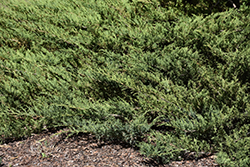 Blue Danube Juniper (Juniperus sabina 'Blue Danube') at The Green Spot Home & Garden