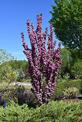Purple Spire Columnar Crabapple (Malus 'Jefspire') at The Green Spot Home & Garden