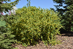 Golden Flowering Currant (Ribes aureum) at The Green Spot Home & Garden