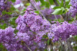 Asessippi Lilac (Syringa x hyacinthiflora 'Asessippi') at The Green Spot Home & Garden