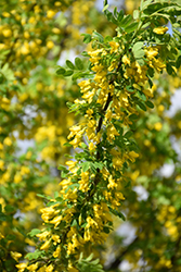 Peashrub (Caragana arborescens) at The Green Spot Home & Garden