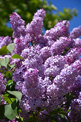 Common Lilac (Syringa vulgaris) at The Green Spot Home & Garden