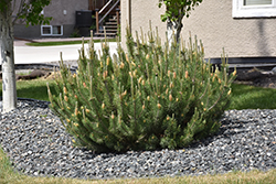 Mugo Pine (Pinus mugo) at The Green Spot Home & Garden