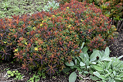 Bonfire Cushion Spurge (Euphorbia polychroma 'Bonfire') at The Green Spot Home & Garden