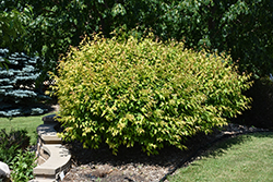 Atomic Amur Maple (Acer ginnala 'Durglobe') at The Green Spot Home & Garden