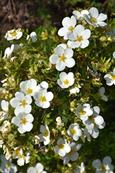 McKay's White Potentilla (Potentilla fruticosa 'McKay's White') at The Green Spot Home & Garden