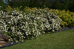 McKay's White Potentilla (Potentilla fruticosa 'McKay's White') at The Green Spot Home & Garden