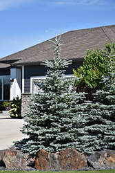 Baby Blue Blue Spruce (Picea pungens 'Baby Blue') at The Green Spot Home & Garden