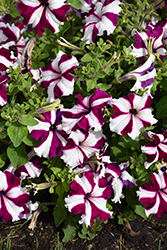 TriTunia Crimson Star Petunia (Petunia 'TriTunia Crimson Star') at The Green Spot Home & Garden