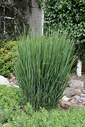Northwind Switch Grass (Panicum virgatum 'Northwind') at The Green Spot Home & Garden