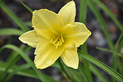 Happy Ever Appster Big Time Happy Daylily (Hemerocallis 'Big Time Happy') at The Green Spot Home & Garden