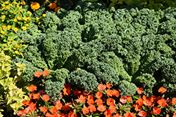 Prizm Kale (Brassica oleracea var. sabellica 'Prizm') at The Green Spot Home & Garden