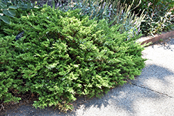 Buffalo Juniper (Juniperus sabina 'Buffalo') at The Green Spot Home & Garden