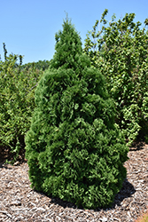 Holmstrup Arborvitae (Thuja occidentalis 'Holmstrup') at The Green Spot Home & Garden