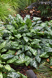 Sissinghurst White Lungwort (Pulmonaria 'Sissinghurst White') at The Green Spot Home & Garden