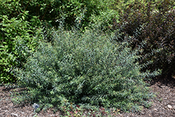 Canyon Blue Arctic Willow (Salix purpurea 'Canyon Blue') at The Green Spot Home & Garden