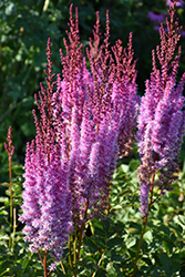 Superba Chinese Astilbe (Astilbe chinensis 'Superba') at The Green Spot Home & Garden