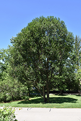 Laurel Leaf Willow (Salix pentandra) at The Green Spot Home & Garden