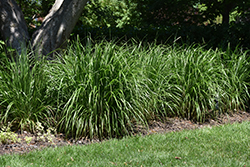 Korean Reed Grass (Calamagrostis brachytricha) at The Green Spot Home & Garden