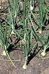 Walla Walla Onion (Allium cepa 'Walla Walla') at The Green Spot Home & Garden