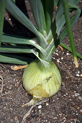 Walla Walla Onion (Allium cepa 'Walla Walla') at The Green Spot Home & Garden